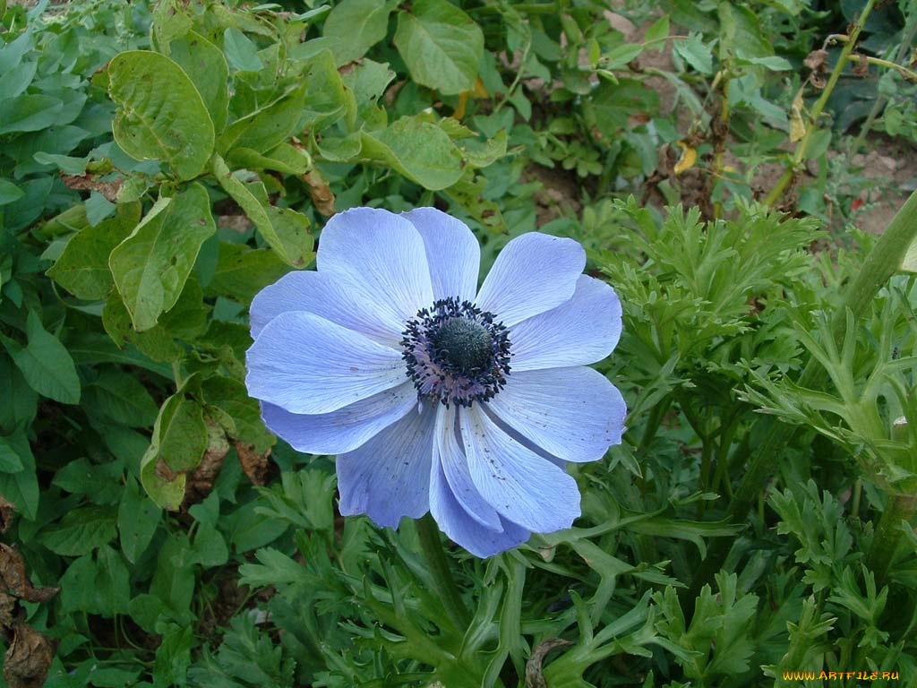 цветы, анемоны, адонисы