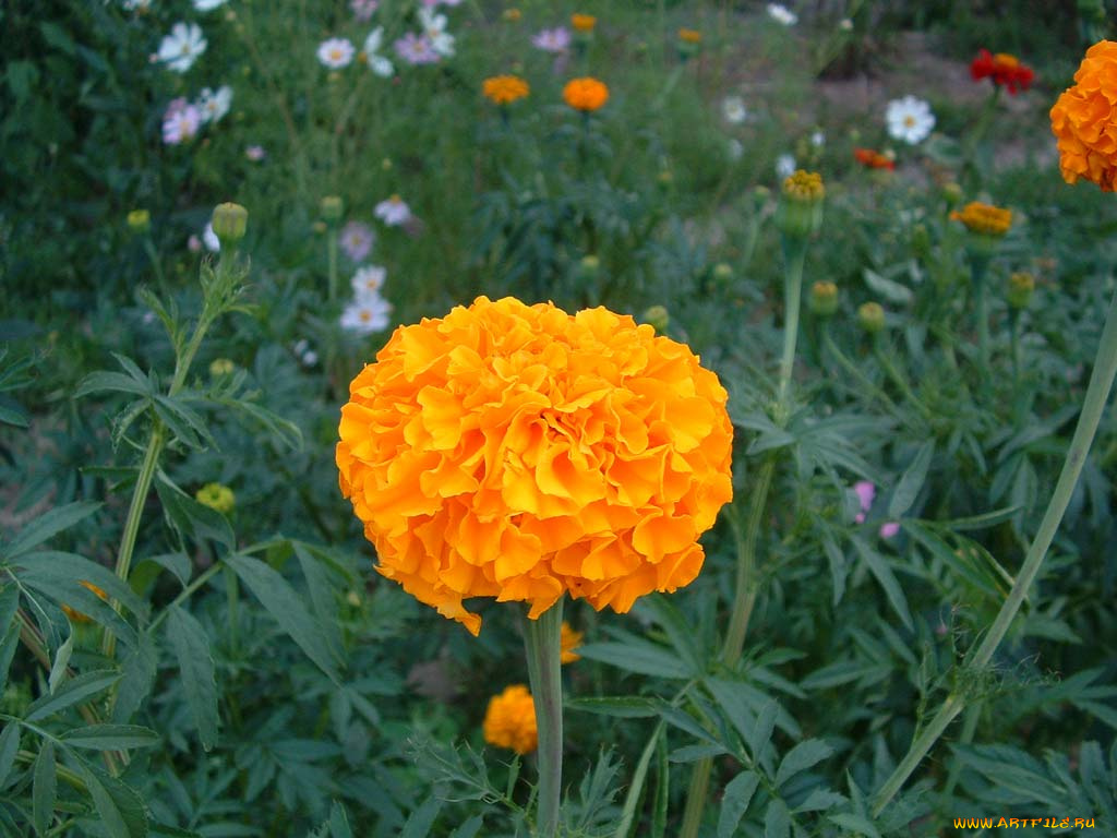цветы, бархатцы