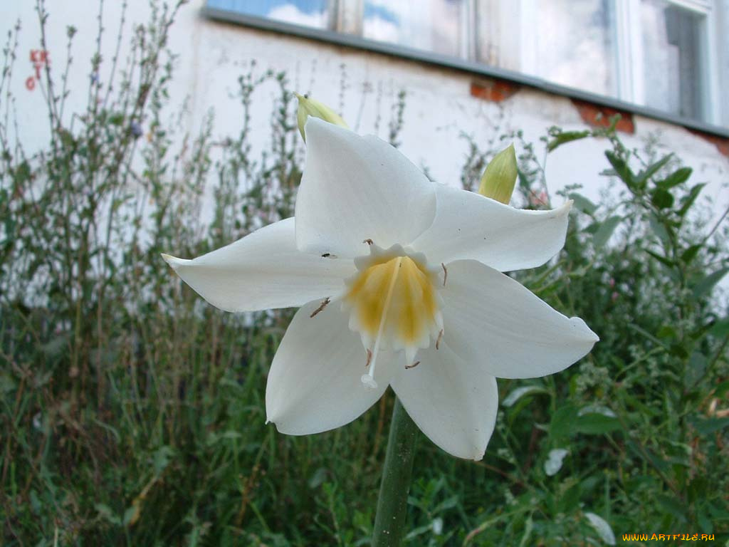 цветы, эухарис, амазонская, лилия