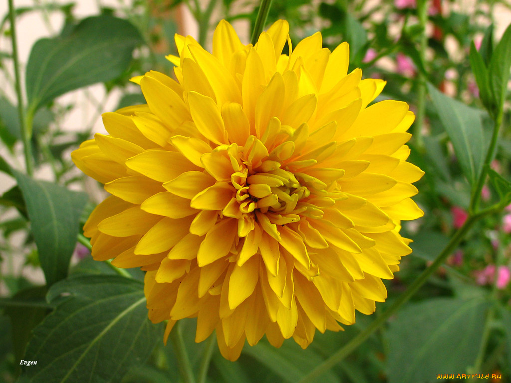 цветы, георгины