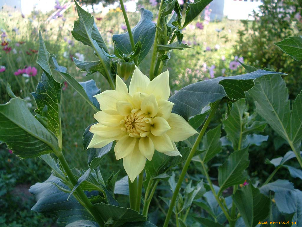 цветы, георгины