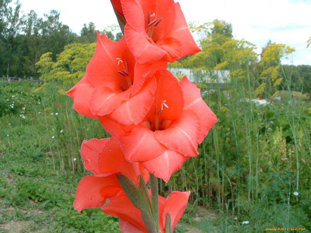 цветы, гладиолусы