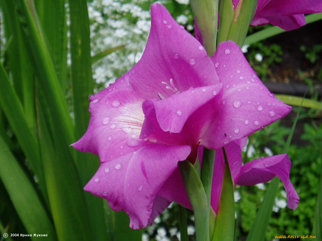 цветы, гладиолусы