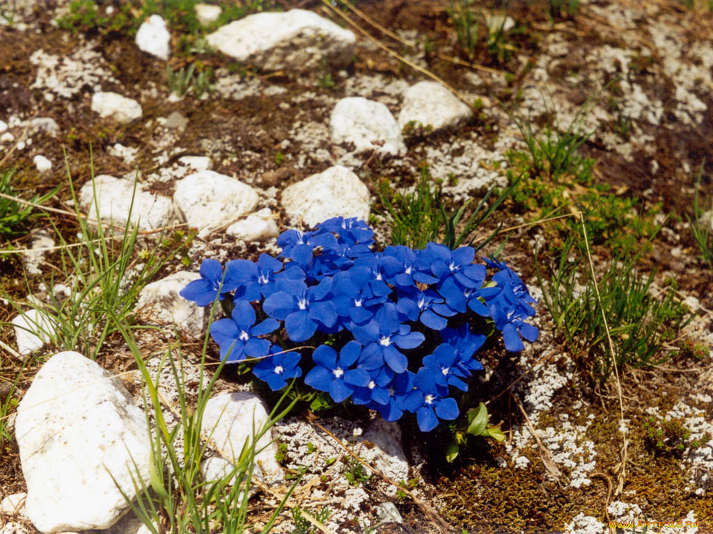цветы, горечавки