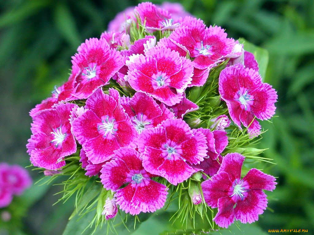 цветы, гвоздики