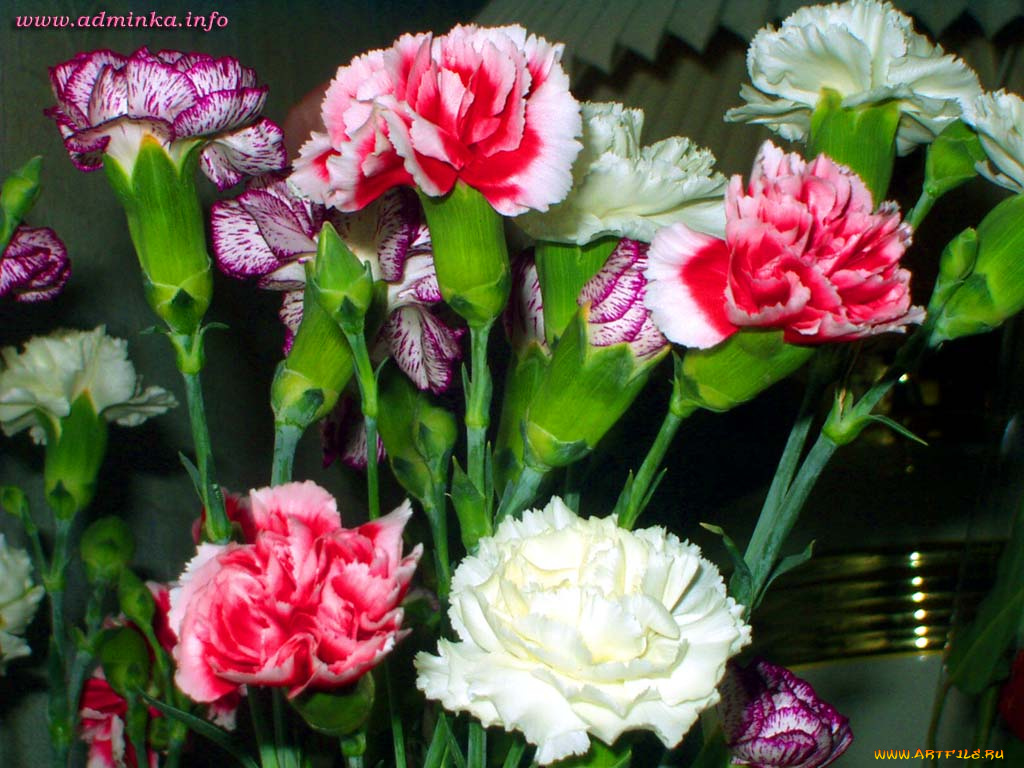цветы, гвоздики
