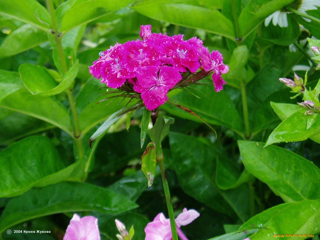 цветы, гвоздики