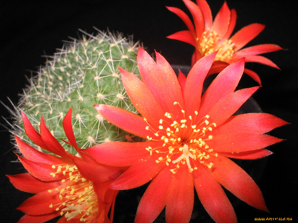 цветы, кактусы