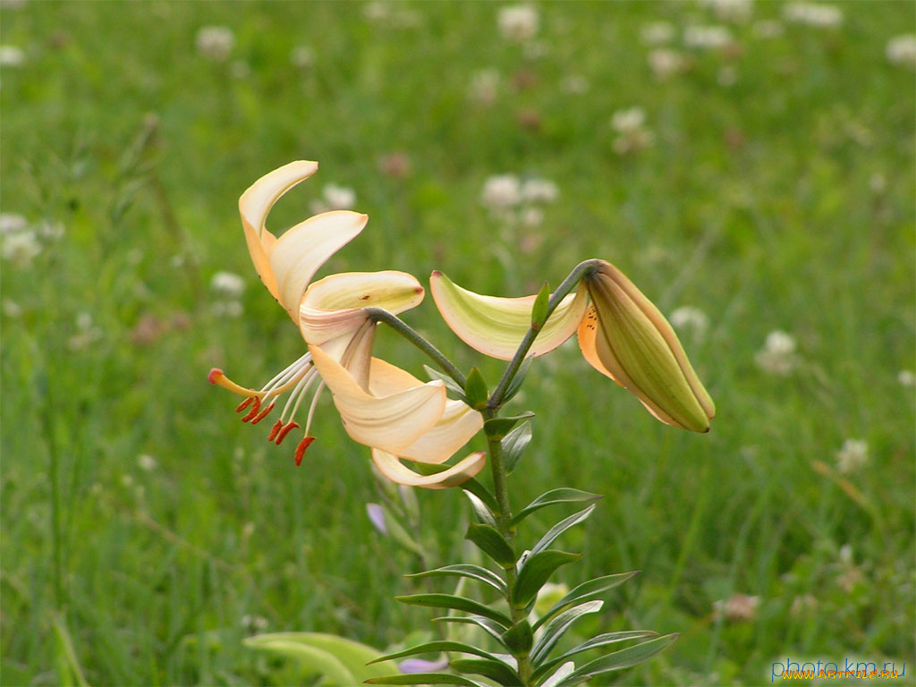 цветы, лилии, лилейники