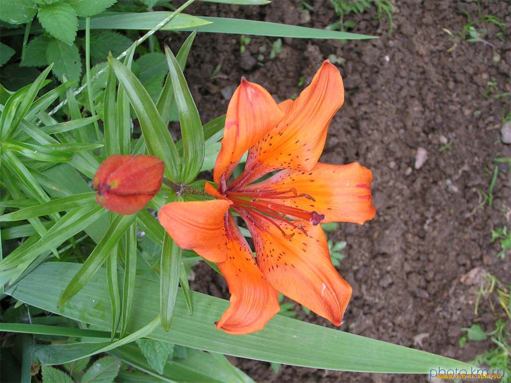 цветы, лилии, лилейники