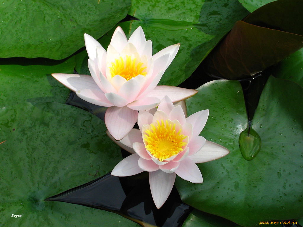 цветы, лилии, водяные, нимфеи, кувшинки