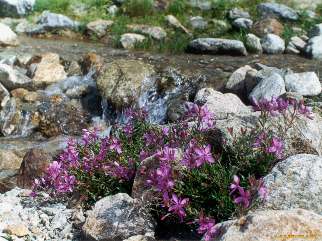 цветы, луговые, полевые