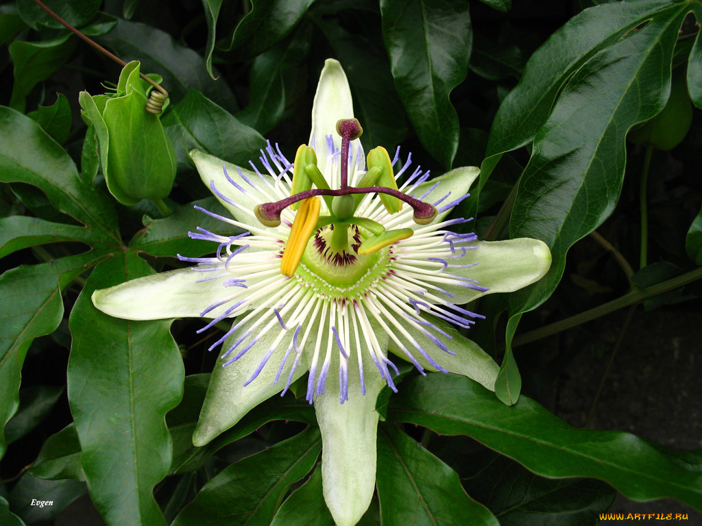 цветы, пассифлора