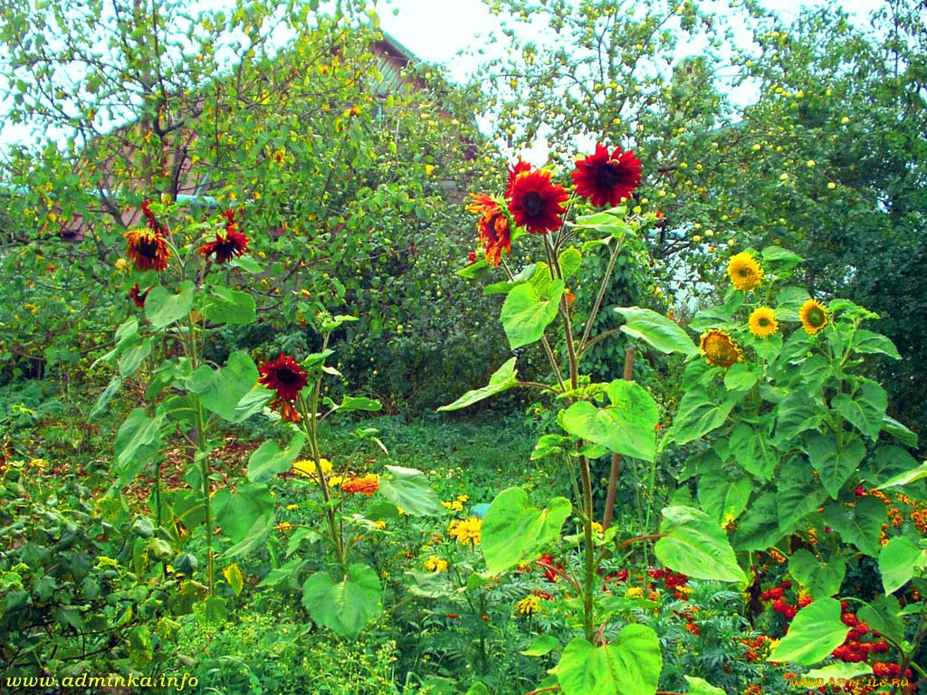 цветы, подсолнухи