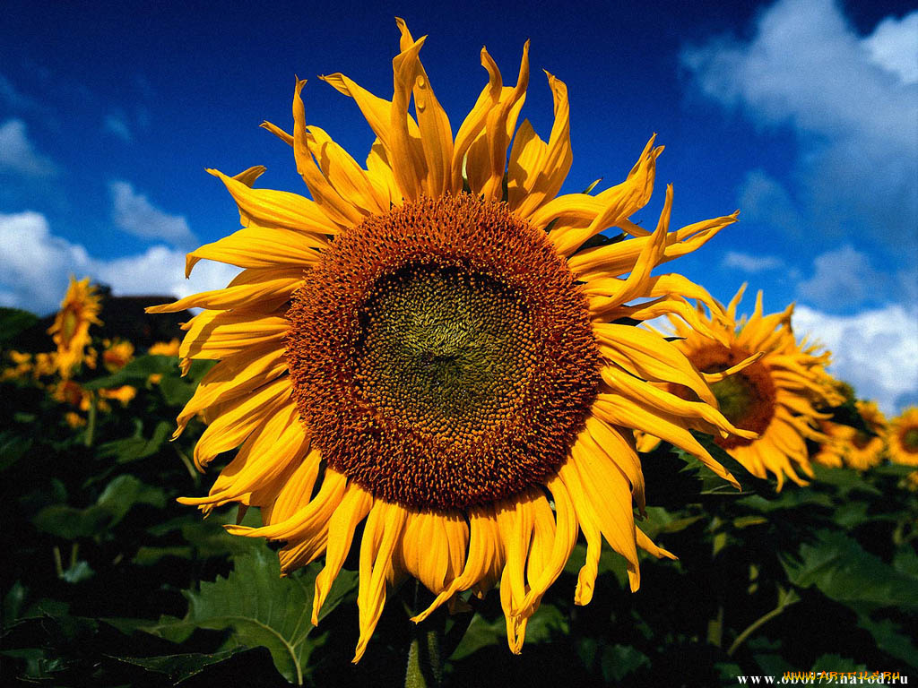 цветы, подсолнухи