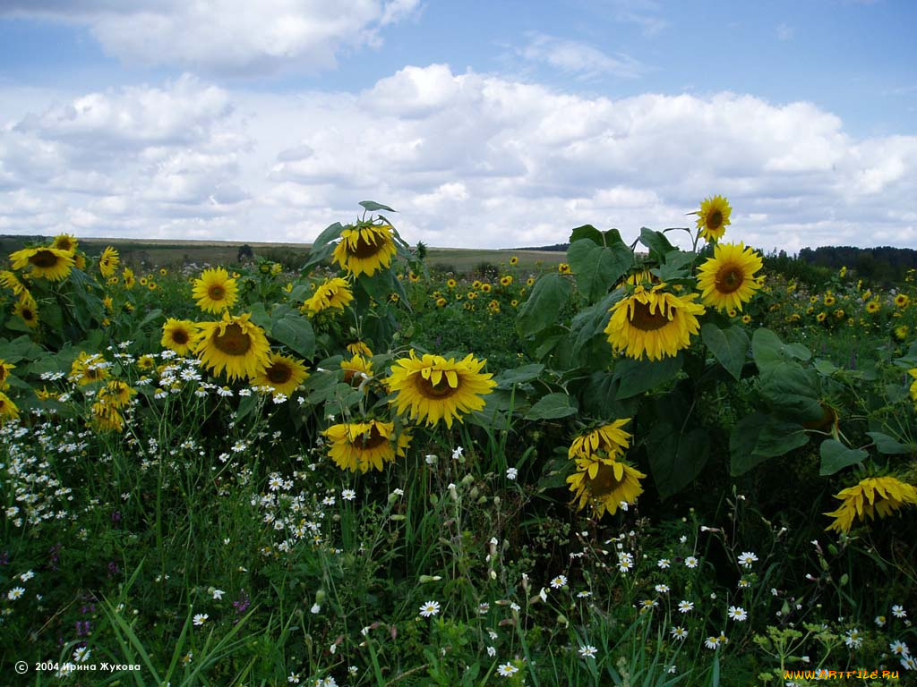 цветы, подсолнухи