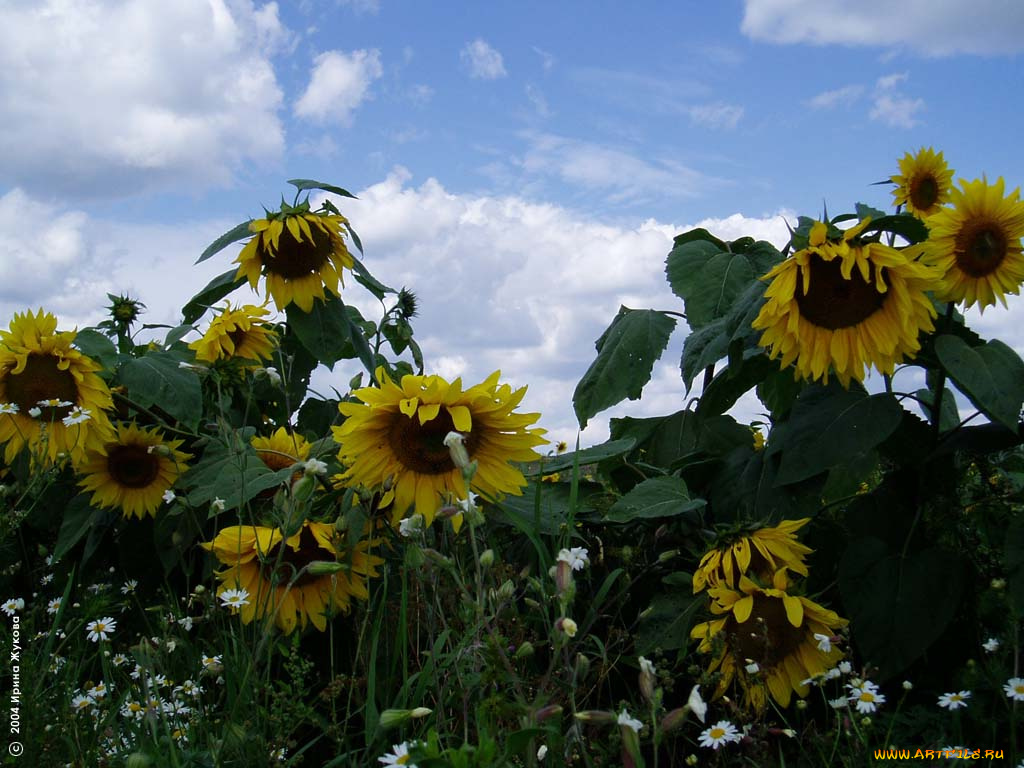 цветы, подсолнухи