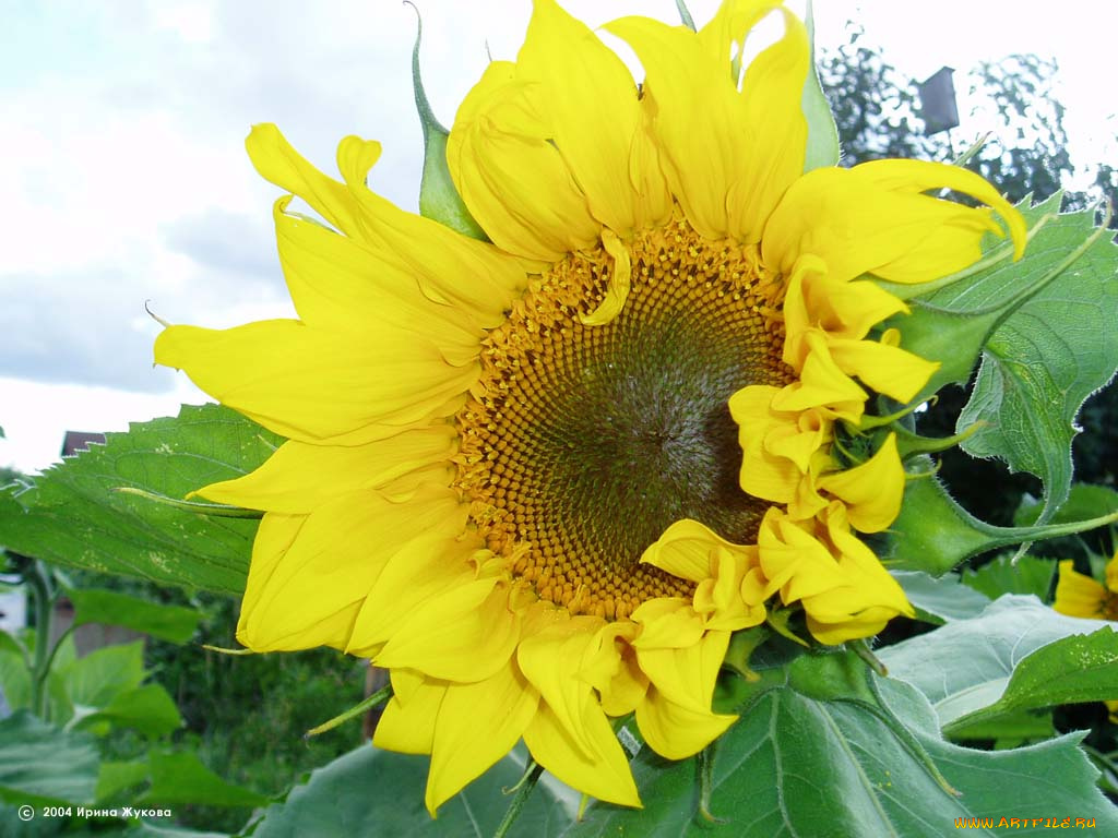 цветы, подсолнухи