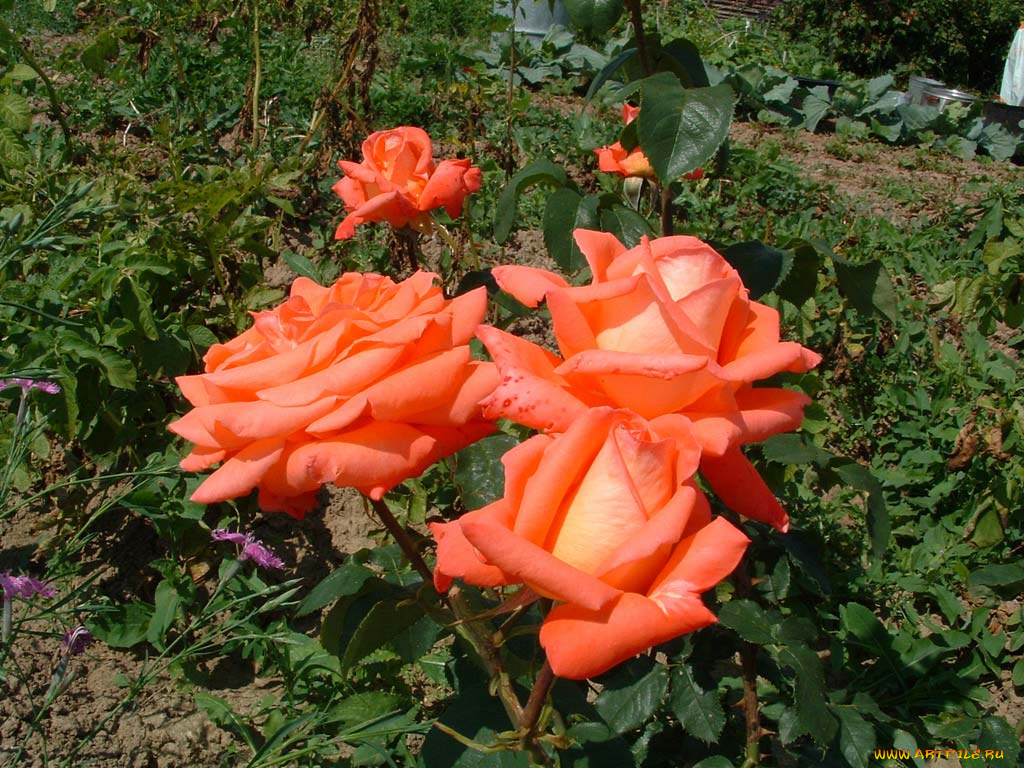 цветы, розы