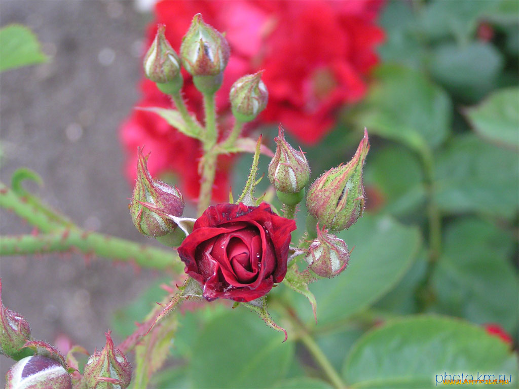 цветы, розы