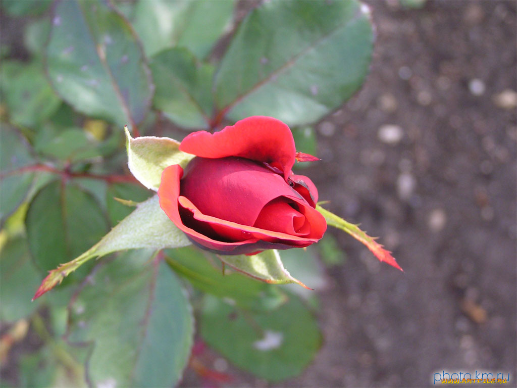 цветы, розы