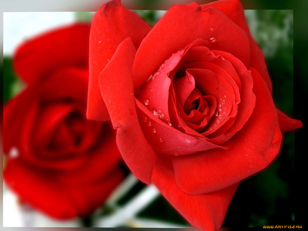 цветы, розы