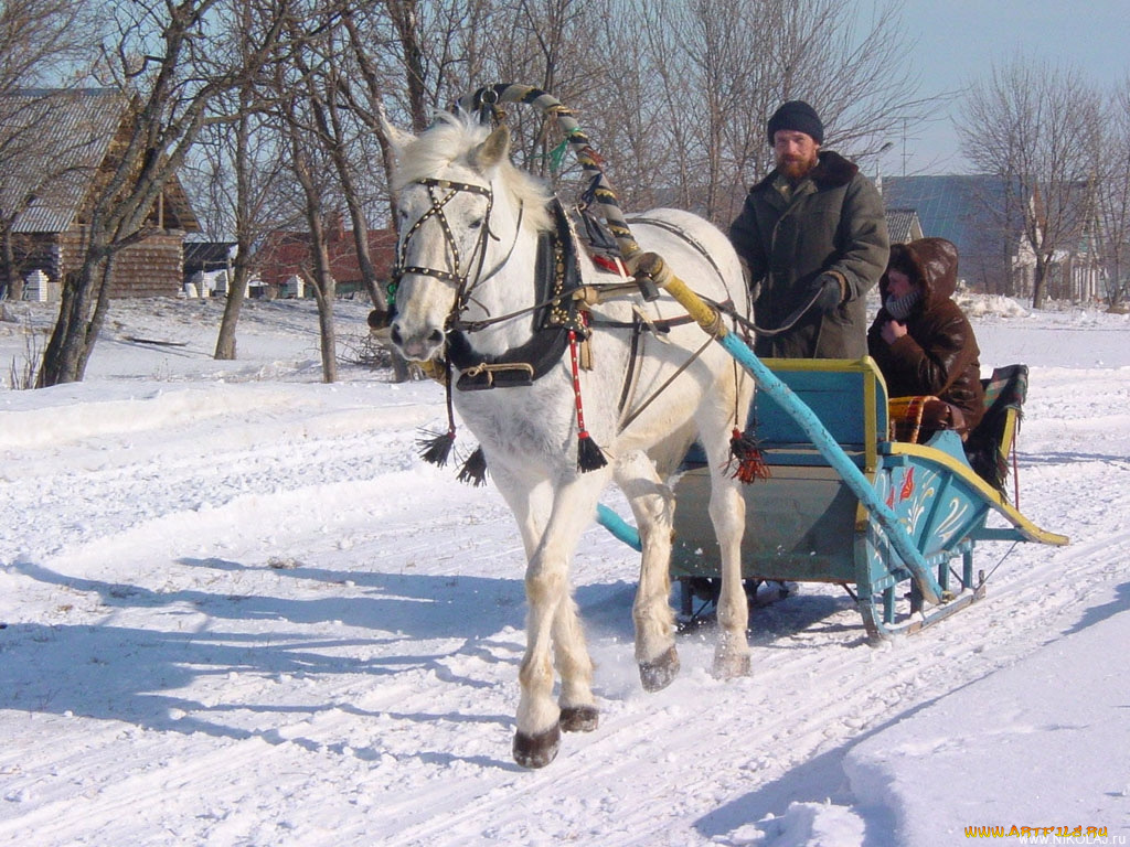 животные, лошади