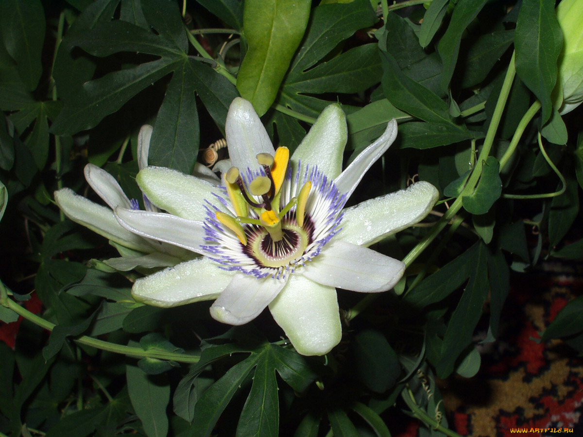 цветы, пассифлора