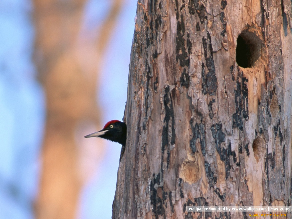 животные, дятлы