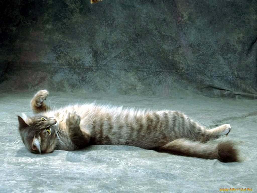 животные, коты