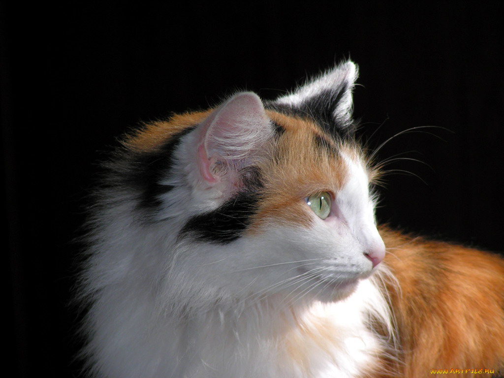 животные, коты