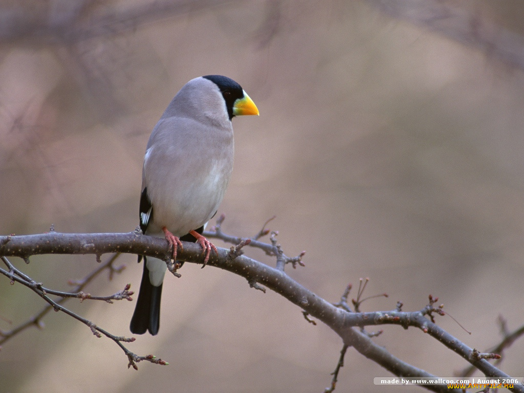 животные, птицы