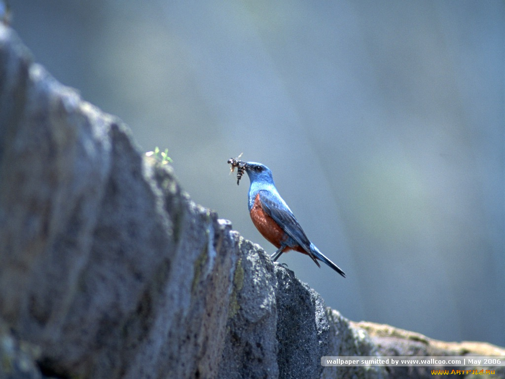 животные, птицы