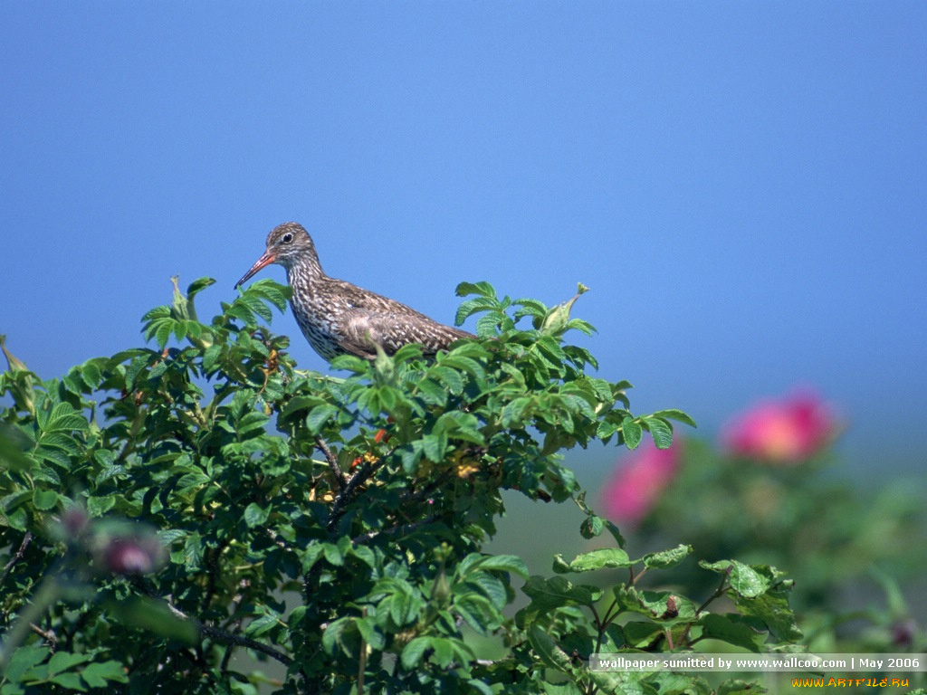 животные, птицы