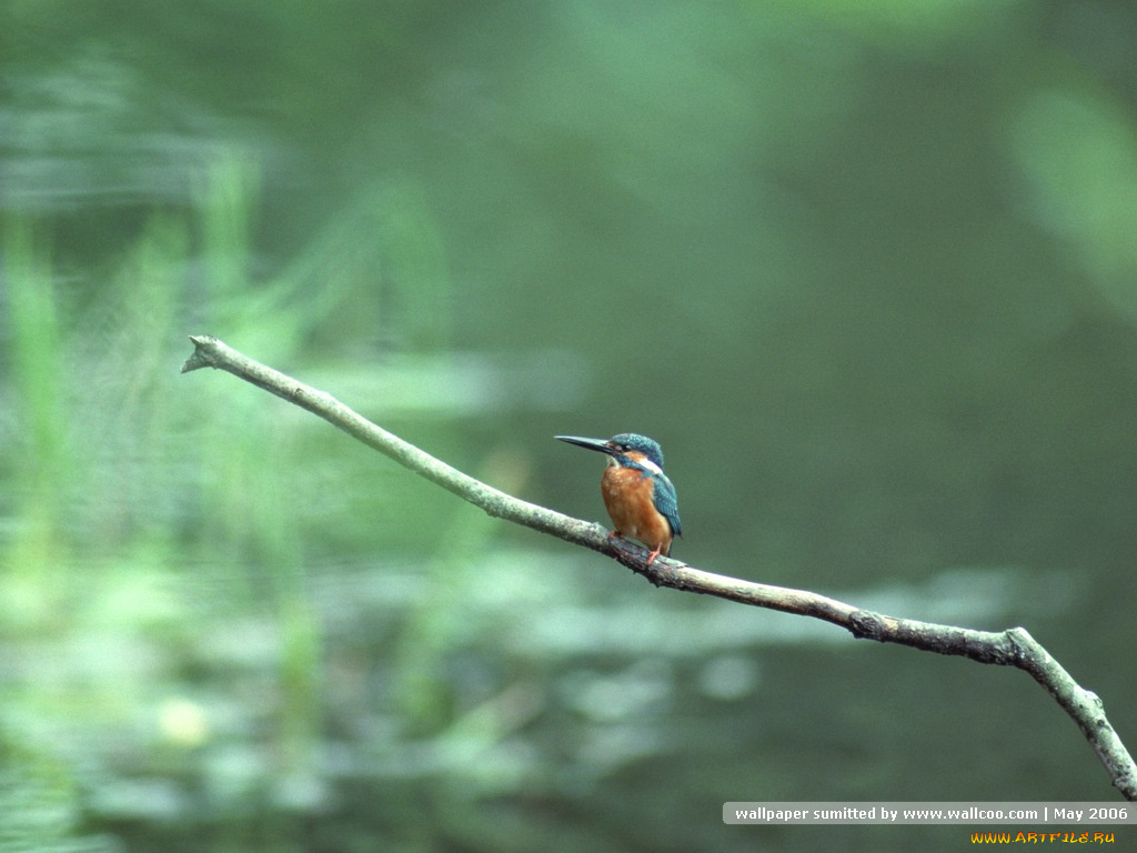 животные, зимородки