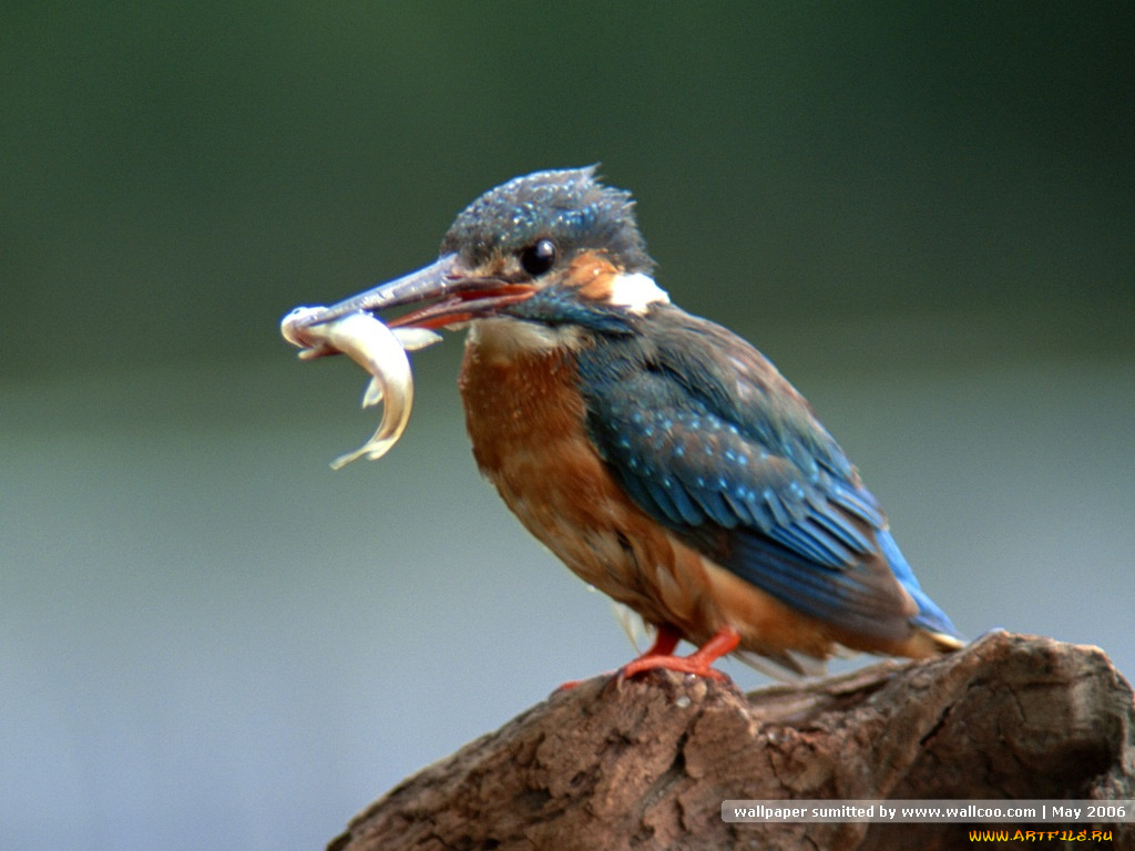 животные, зимородки