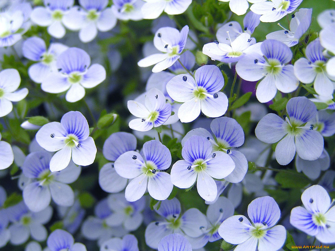 цветы, немофилы, вероники
