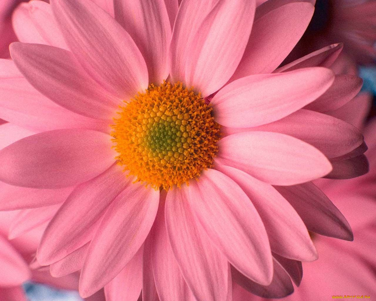 цветы, хризантемы