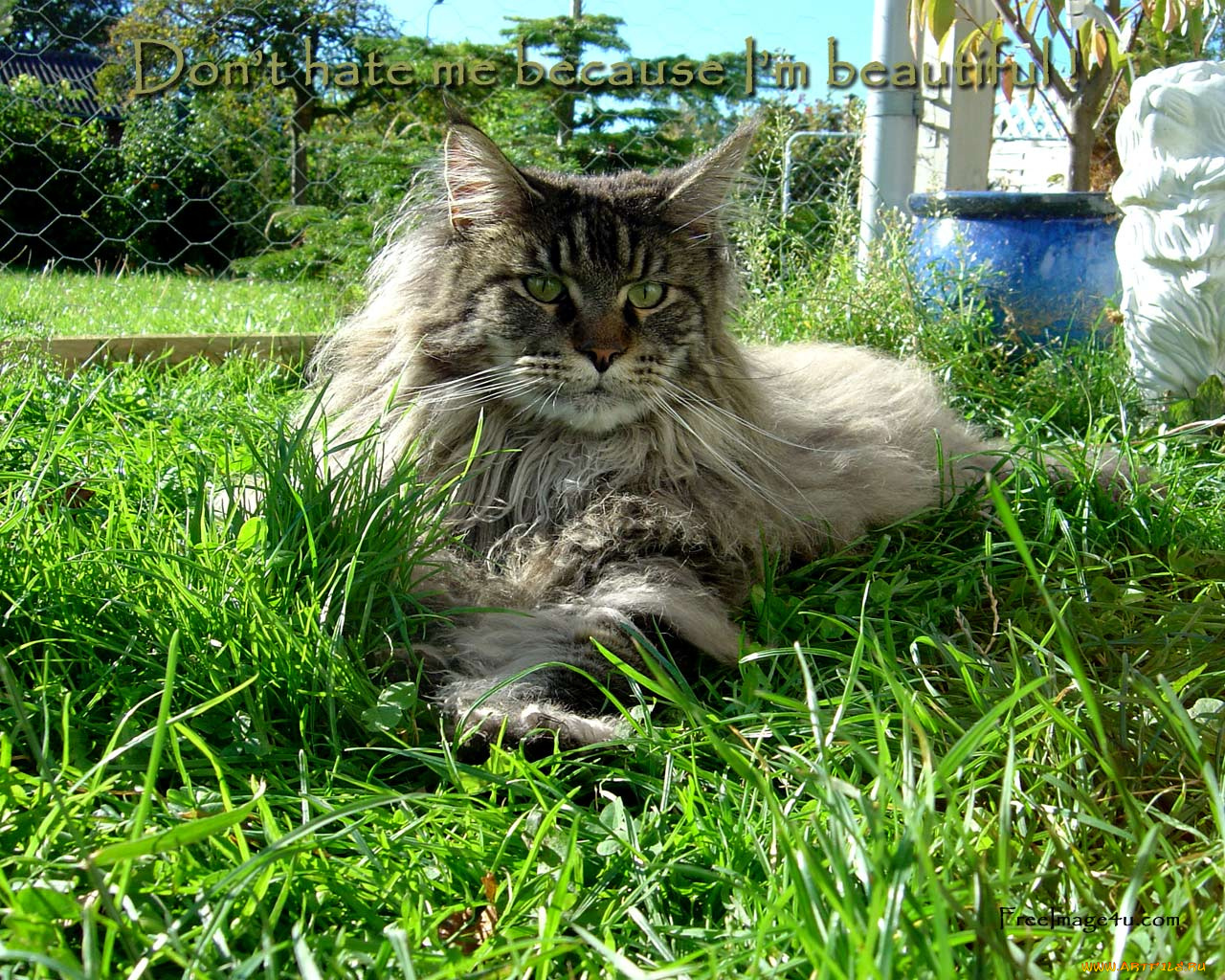 животные, коты