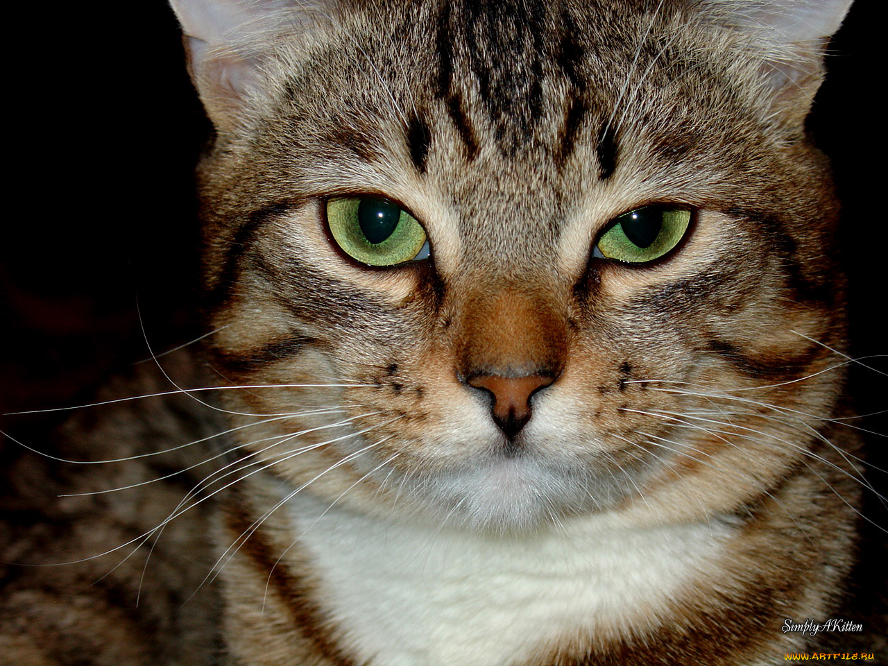 животные, коты