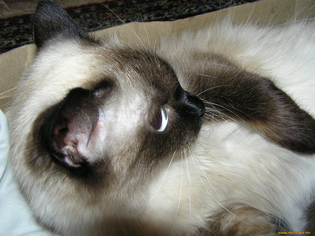 животные, коты