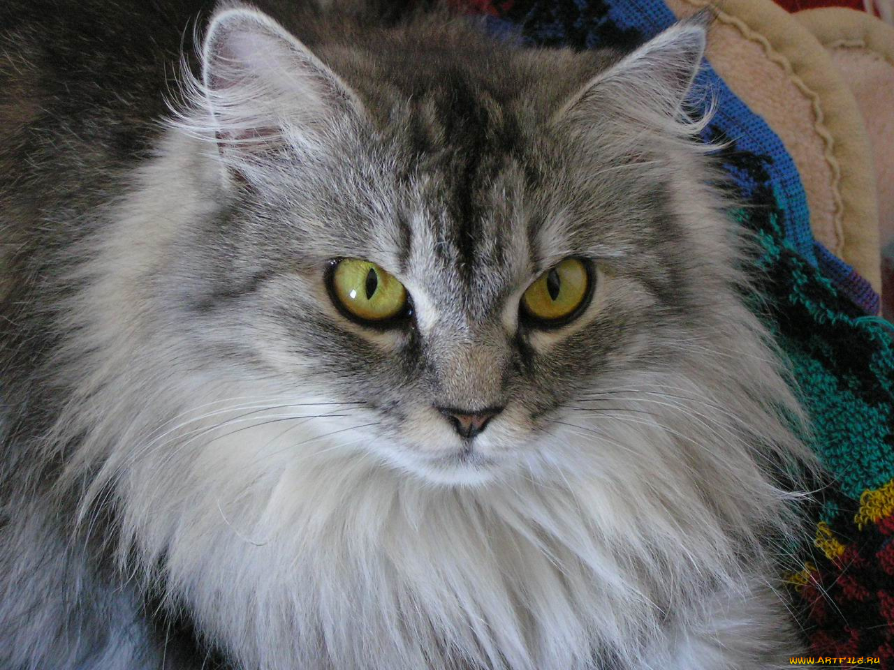 животные, коты