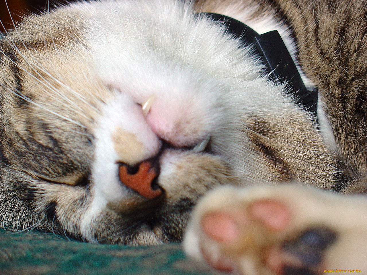 животные, коты