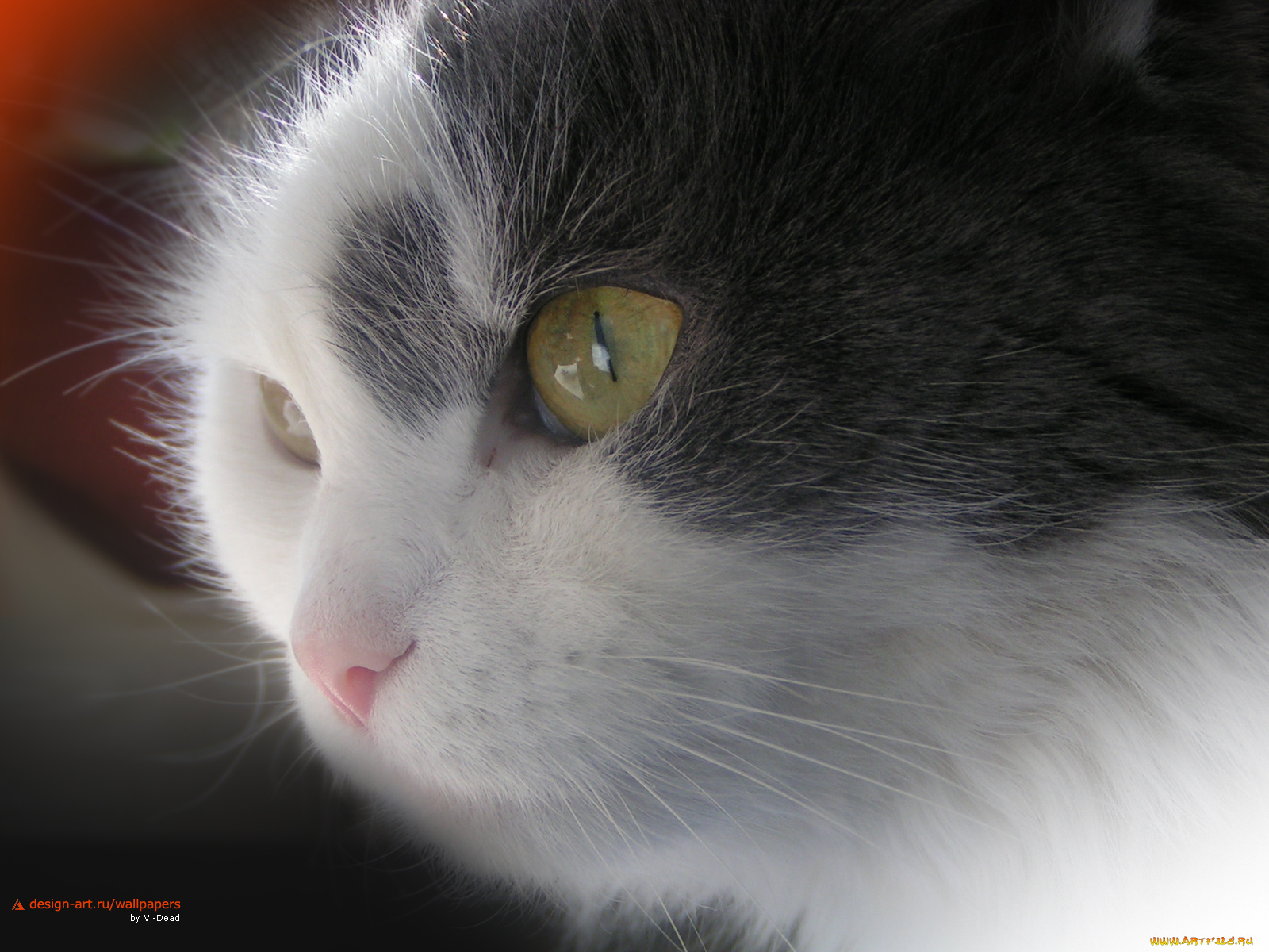 животные, коты