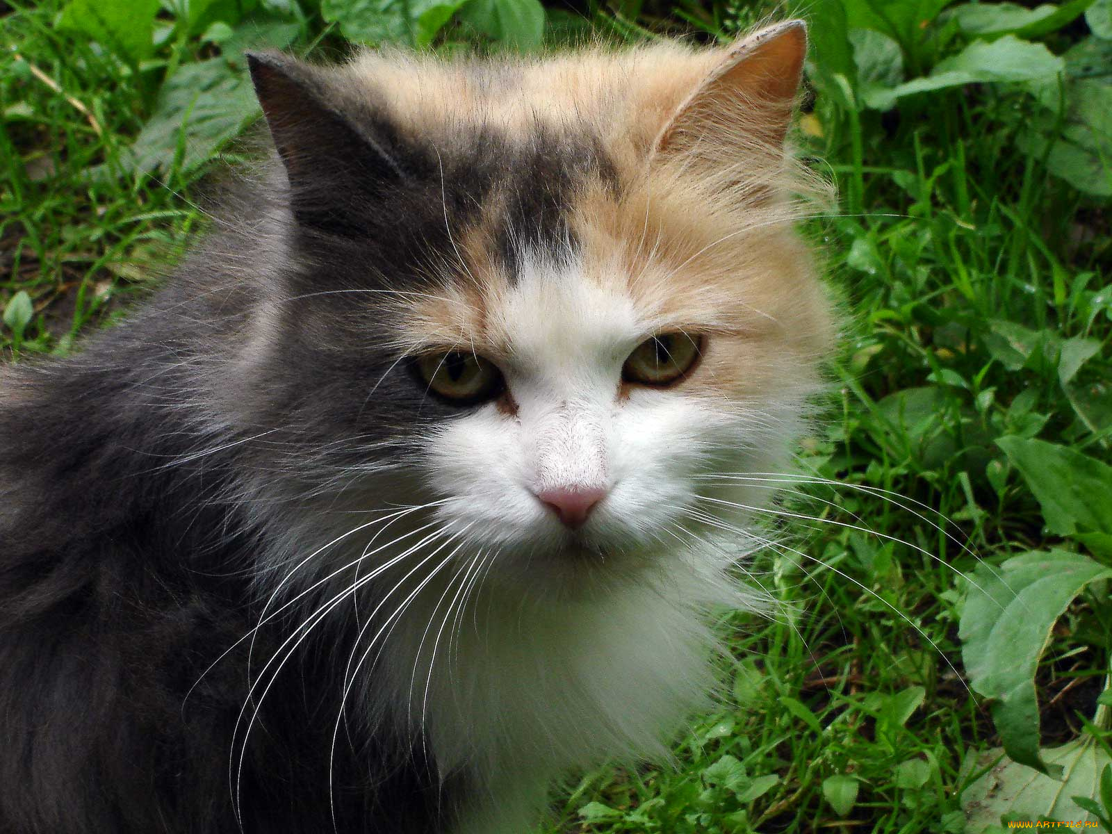 животные, коты