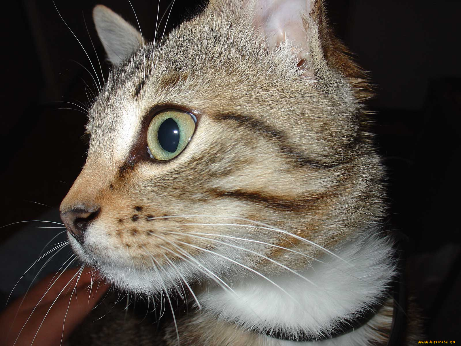 животные, коты