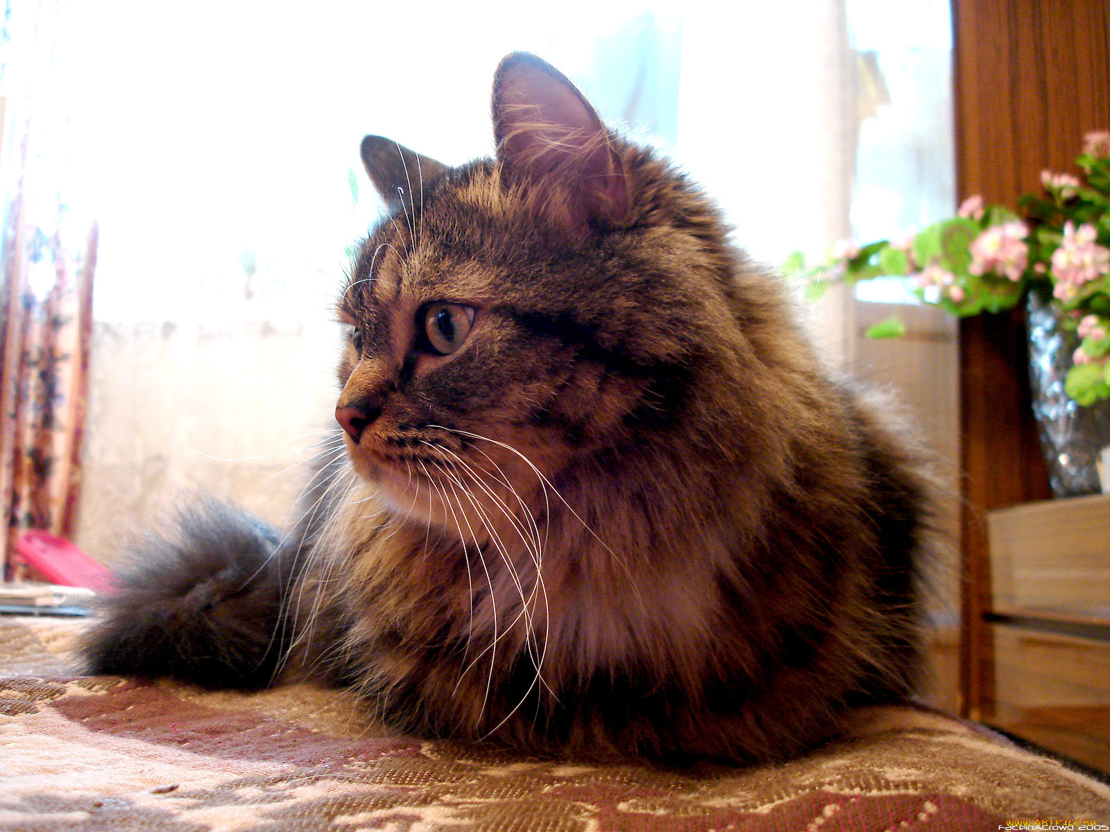 животные, коты