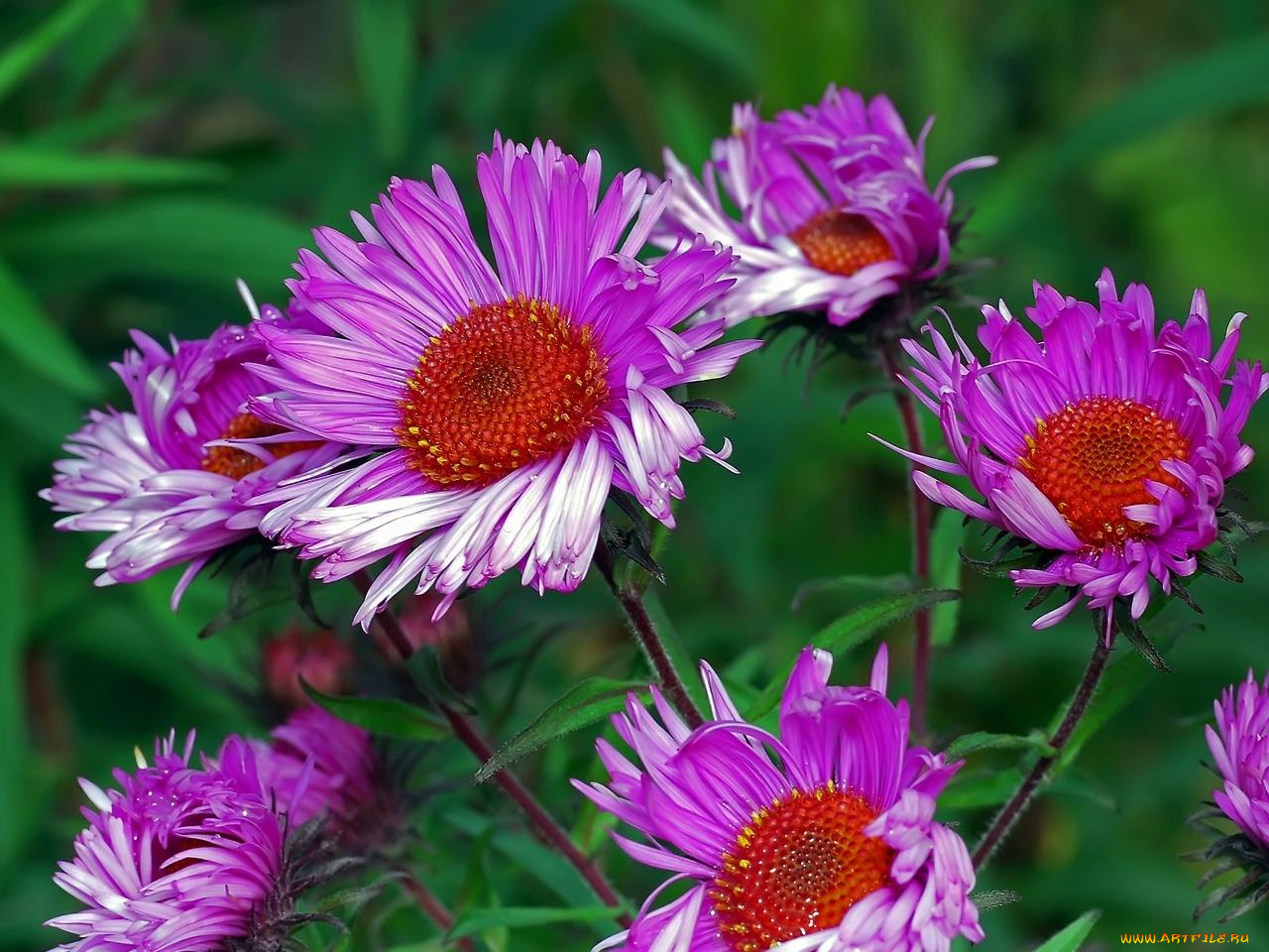 цветы, астры