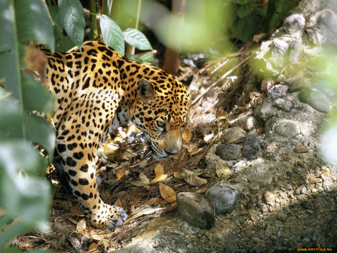животные, Ягуары