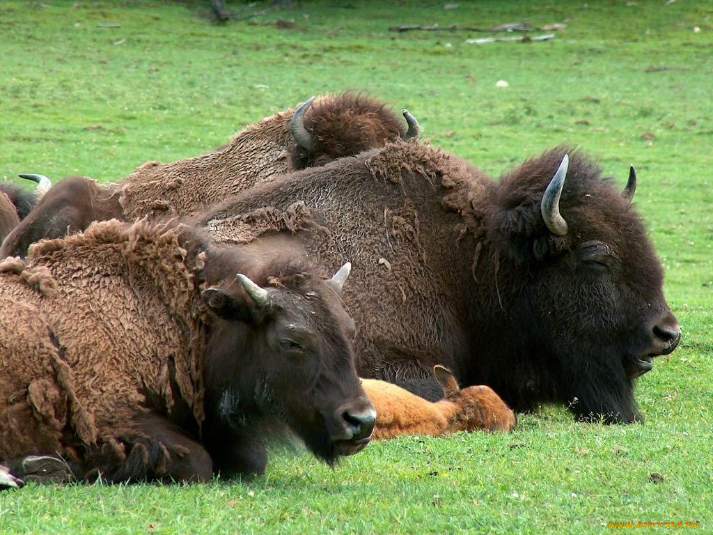 животные, зубры, бизоны